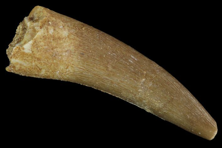 Fossil Plesiosaur (Zarafasaura) Tooth - Morocco #91297